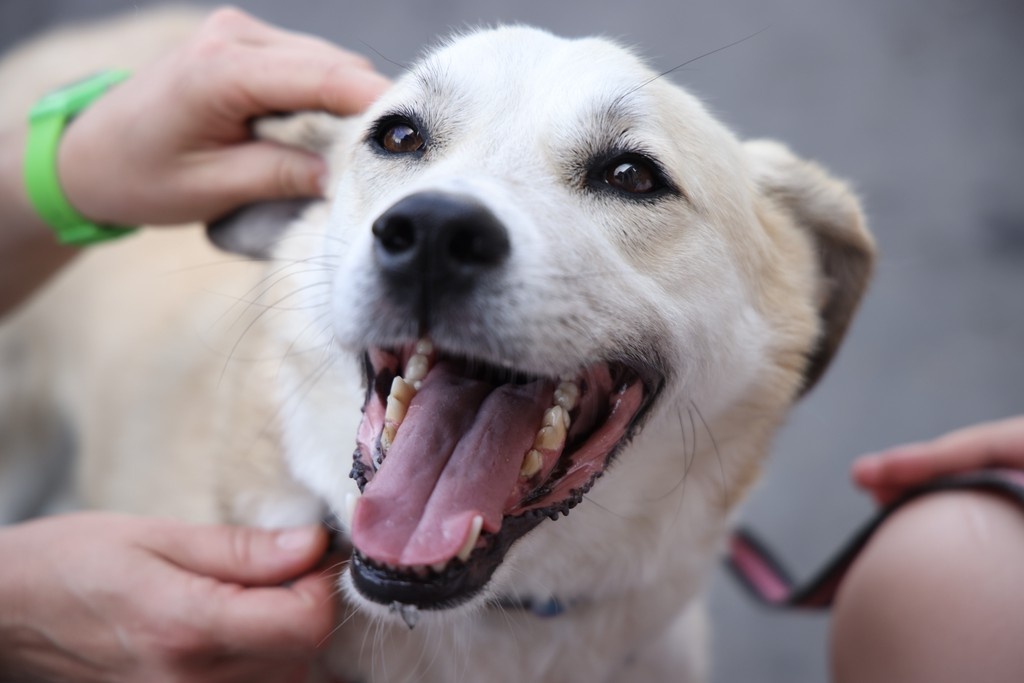    Фото © Анастасия Романова / Абзац