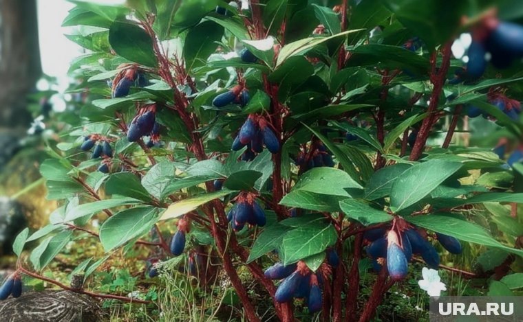 Россельхозцентр: обрезать жимолость нужно поздней осенью