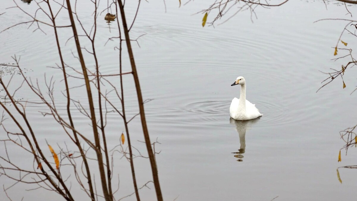    Фото: Василий Петров/«Ямал-Медиа»