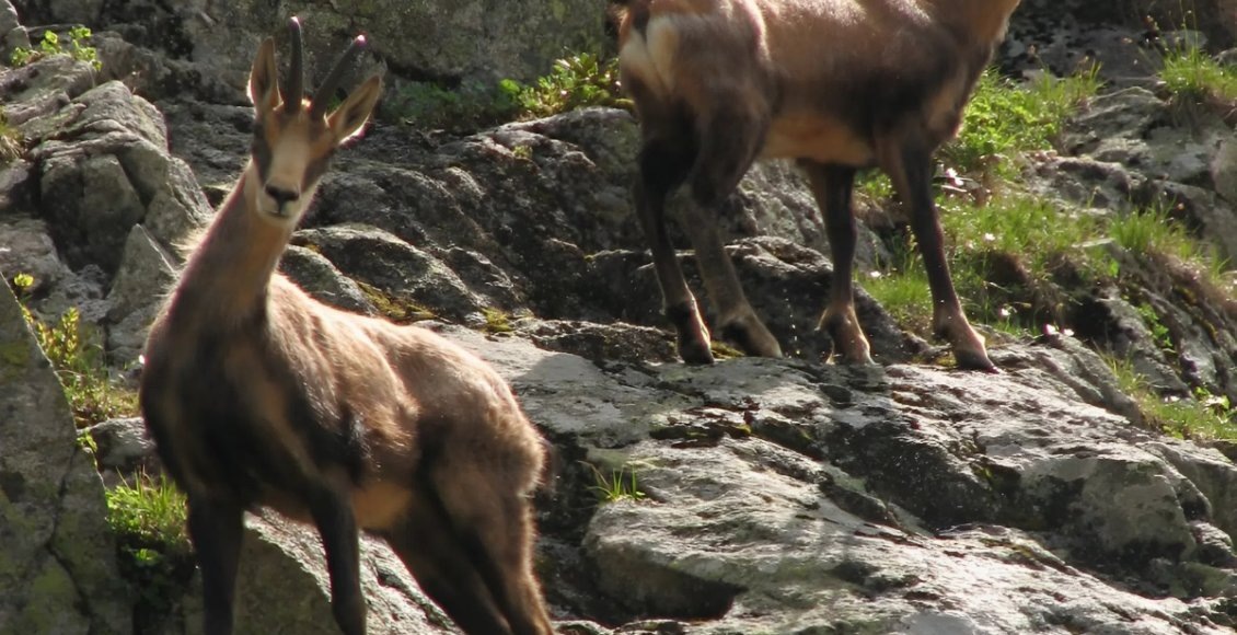    Фото: пресс-служба Росзаповедцентра Минприроды России