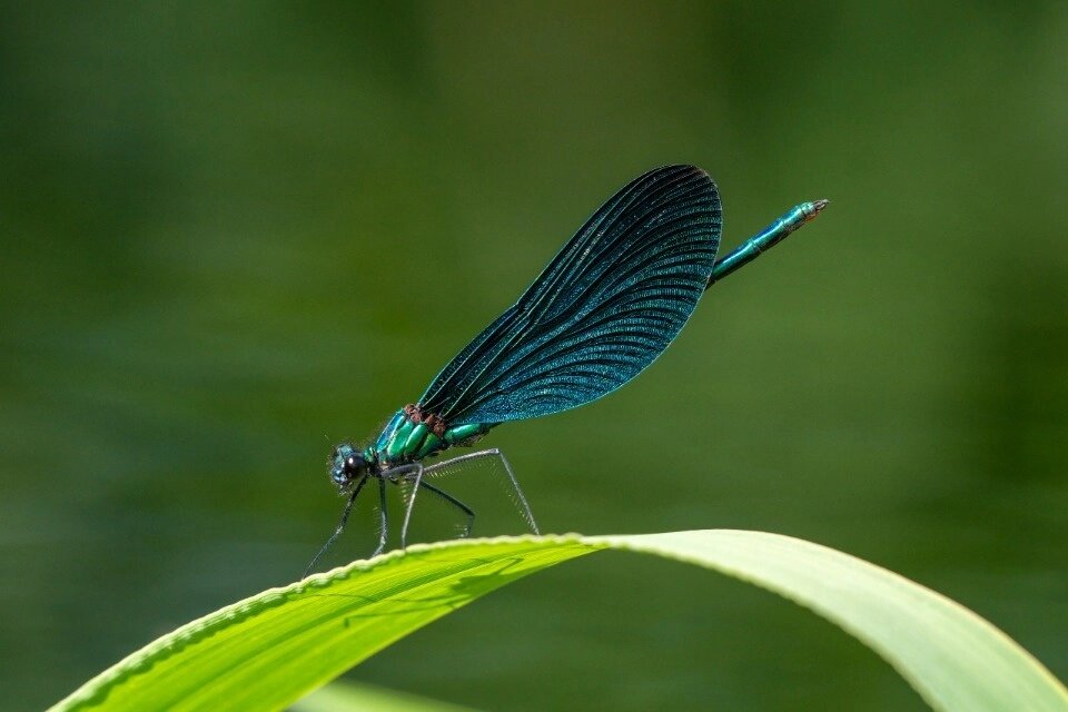    Фото: Полистовский государственный природный заповедник/ Антон Кораблев