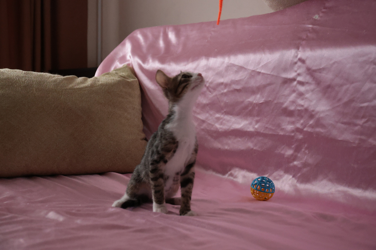 Тор ловит внимание