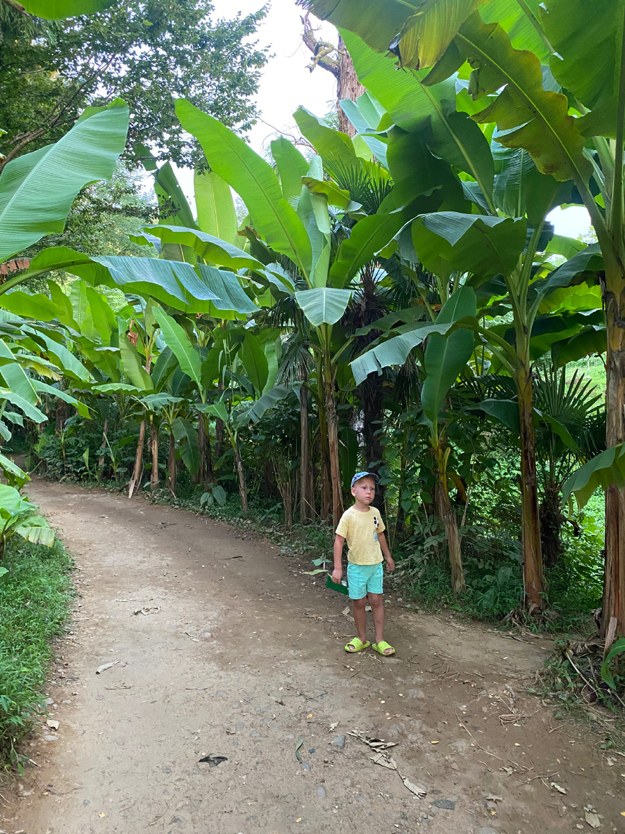 Банановая роща возле Батуми