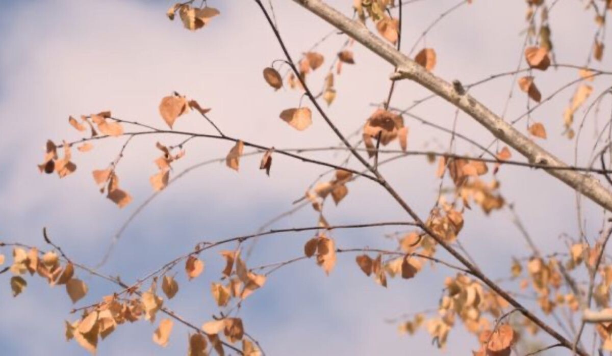     Осень. Источник: vestivrn.ru Автор фото: Unsplash