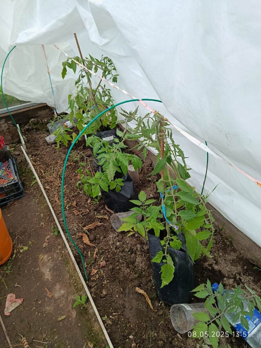 Калиоппа - первый и последний в 3х литровых черных пакетах. Стоят в помидорной теплице между высаженными индетами. Высота рассады сантиметров 40