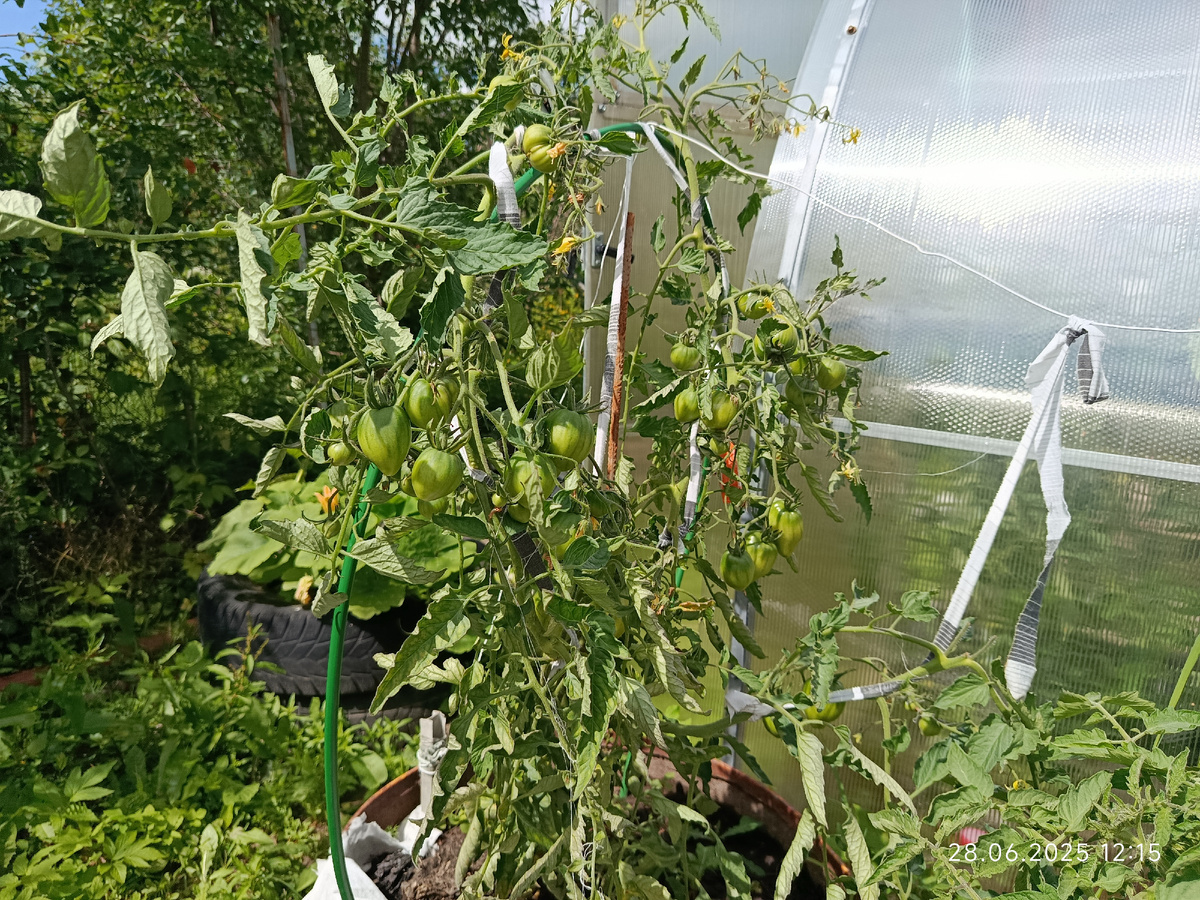 дата фото 28 июня