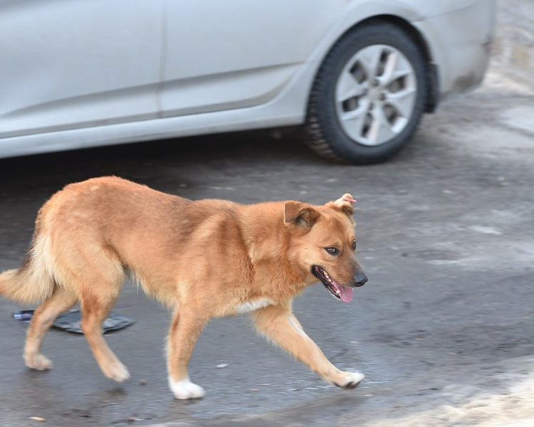     Прокуратура Курска добивается компенсации морального вреда пенсионерке