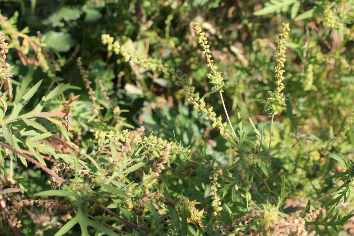 Фото: OlyaSolodenko / GettyImages