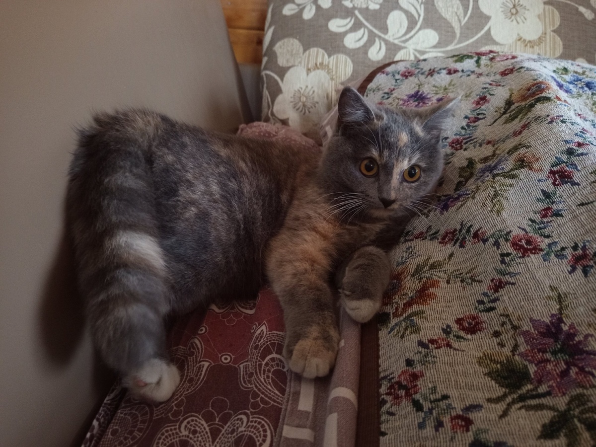    Секретное средство против запаха кошачьей мочи, о котором молчат даже ветеринары!