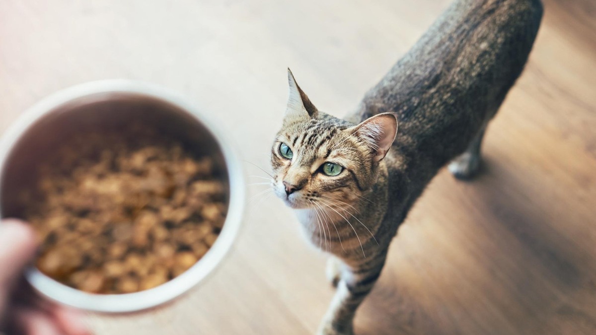    Кошки с чувствительным пищеварением часто подходят к миске настороженно, ведь еда может ассоциироваться у них с дискомфортом.