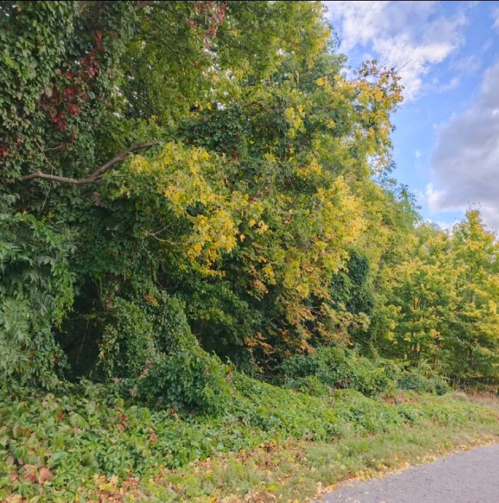 Его фото. Осень.Белгородчина.