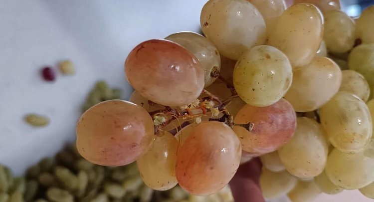    Фото: ФГБУ ЦОК АПК