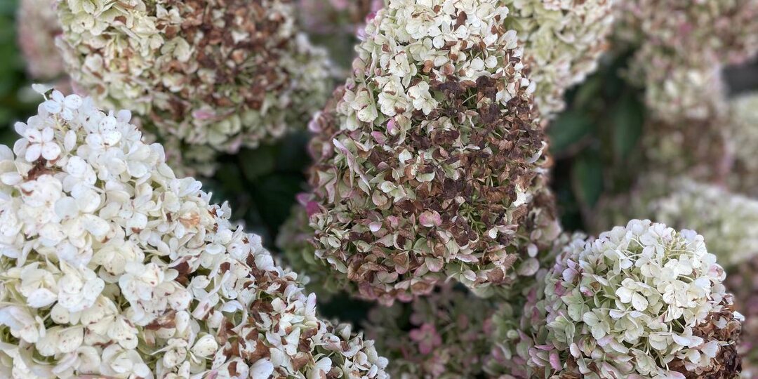 Как отличить грибковое поражение соцветий метельчатых гортензий от раннего состаривания