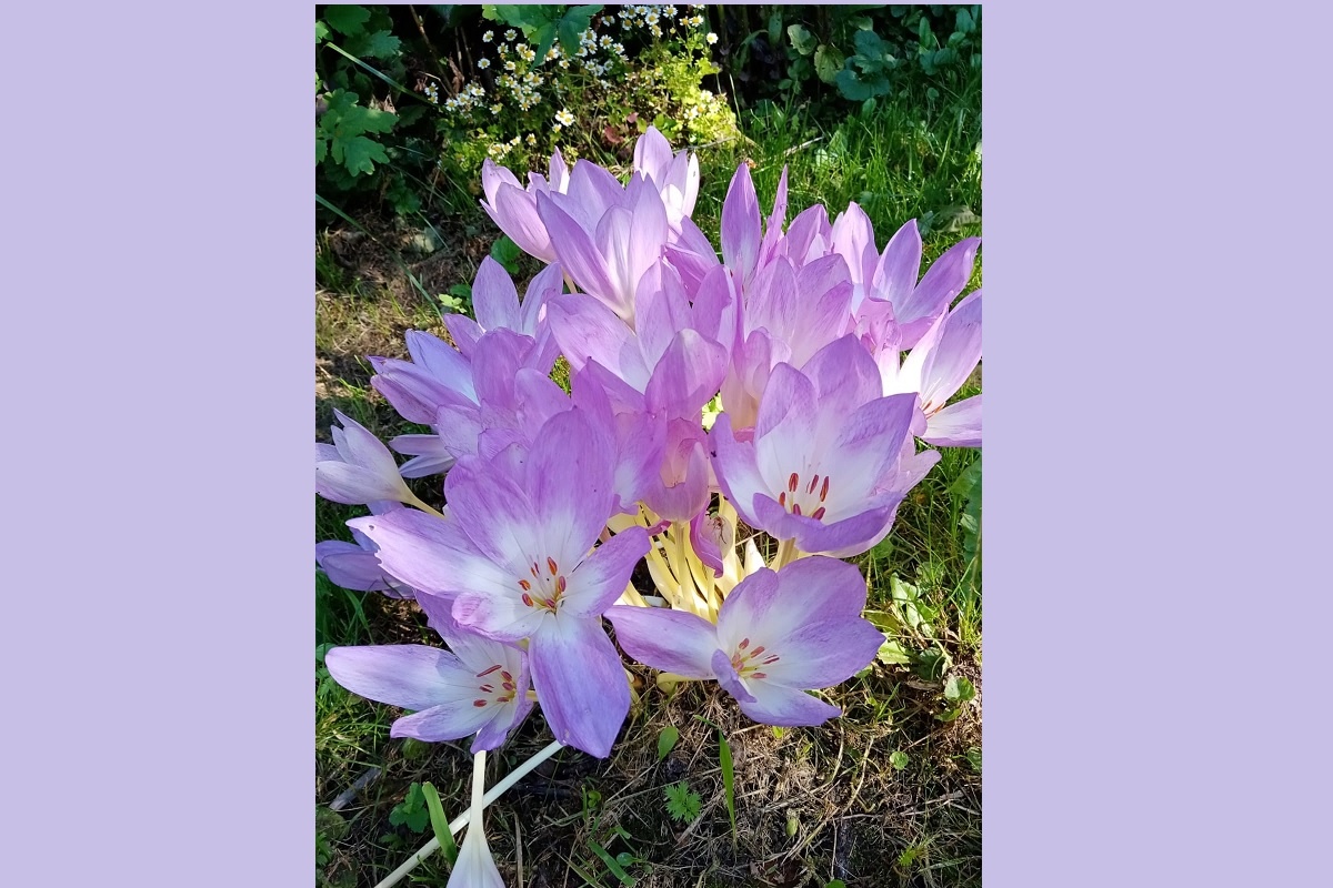    Цветок очень красив и похож на крокус