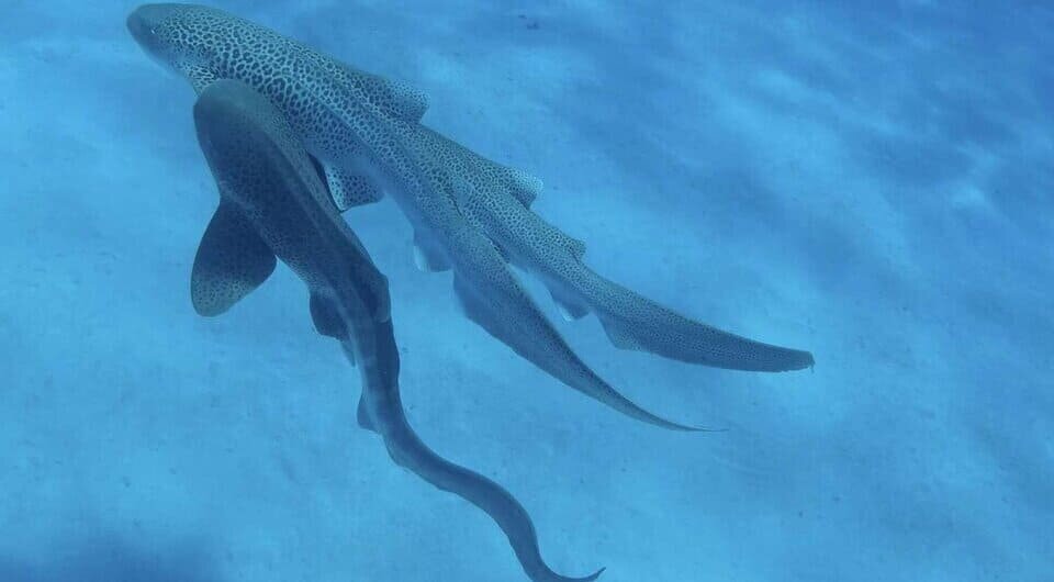   Hugo Lassauce et al. / Journal of Ethology, 2025