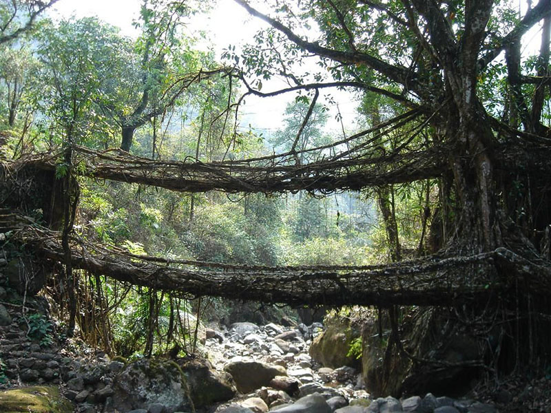 Живые корневые мосты в индийских джунглях (Meghalaya). Источник: i.pinimg.com