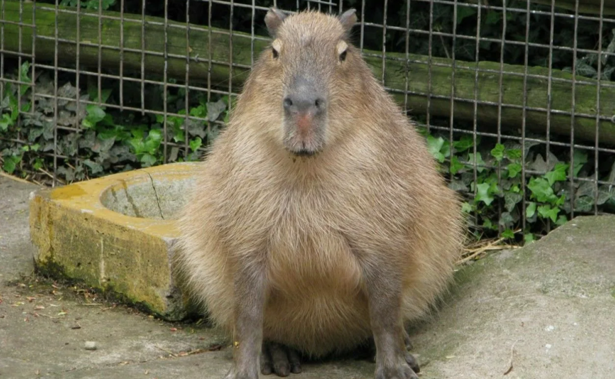 Фото из открытых источников