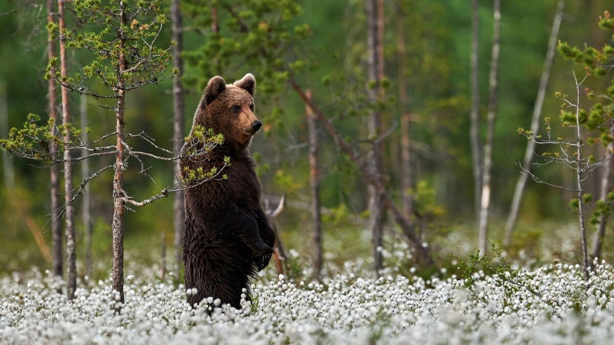    Фото: ArCaLu/Shutterstock/Fotodom