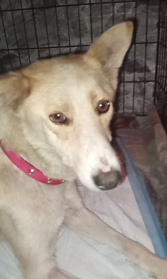 Первые дни Ракель в доме Бродячего ангела