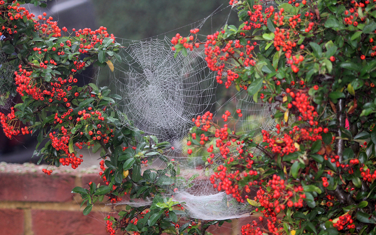 Картинка найдена на просторах интернета, ссылка https://yandex.ru/images/search?from=tabbar&img_url=https%3A%2F%2Fi.pinimg.com%2Foriginals%2Fa58%2F34%2F3f%2Fa8343f81279b5e7bd53274cf0591a19.jpg&lr=47&pos=15&rpt=simage&text=%D1%86%D0%B2%D0%B5%D1%82%D1%8B%20%DВ0%BA%D1%80%D1%83%D0%BF%D0%BD%D0%BE%20%D1%84%D0%BE%D1%82%DА