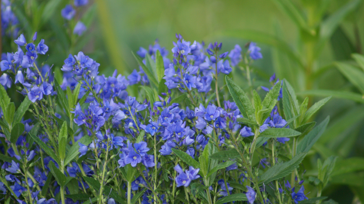 Вероника «Royal Blue» в моём саду