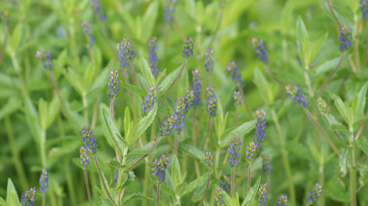 Усыпана голубыми шишками