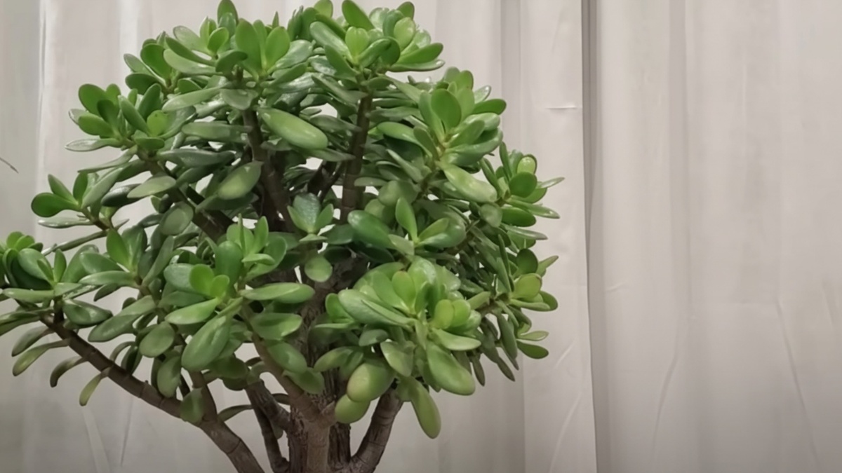 Денежное дерево