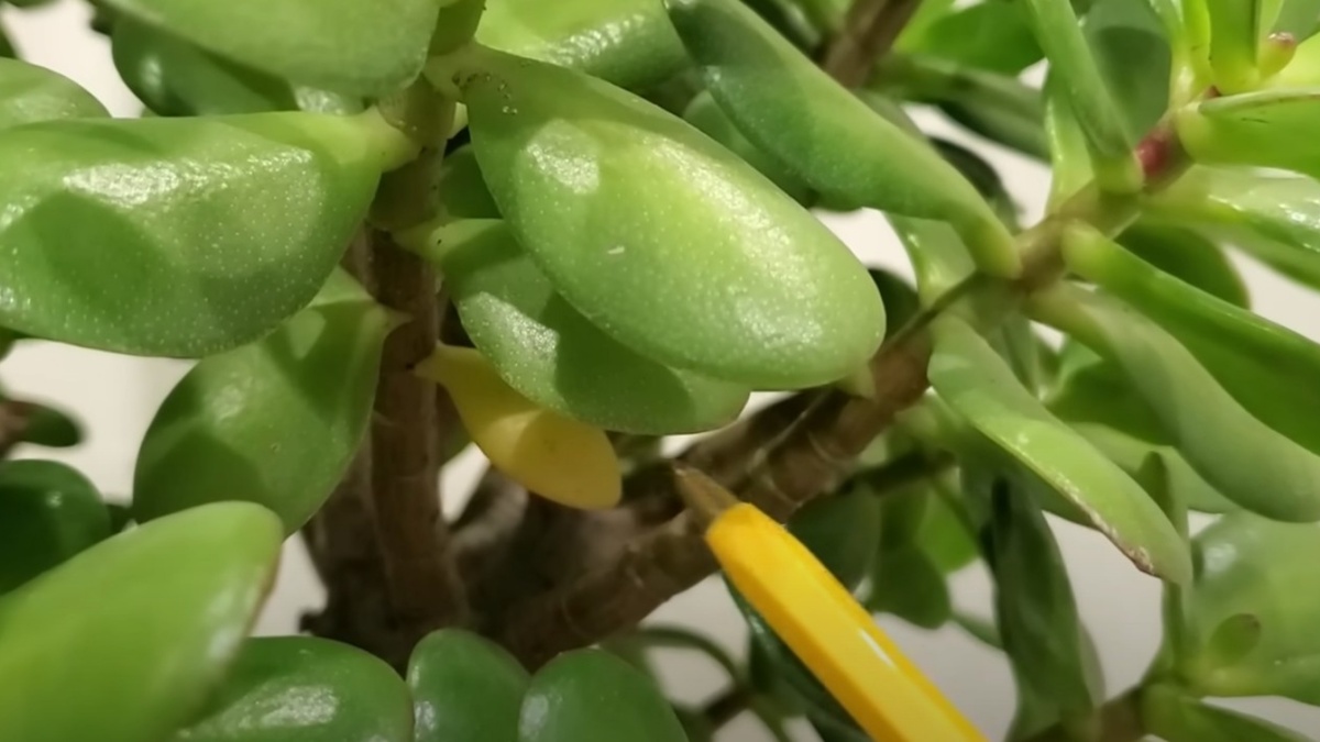 Почему желтеют листья толстянки?