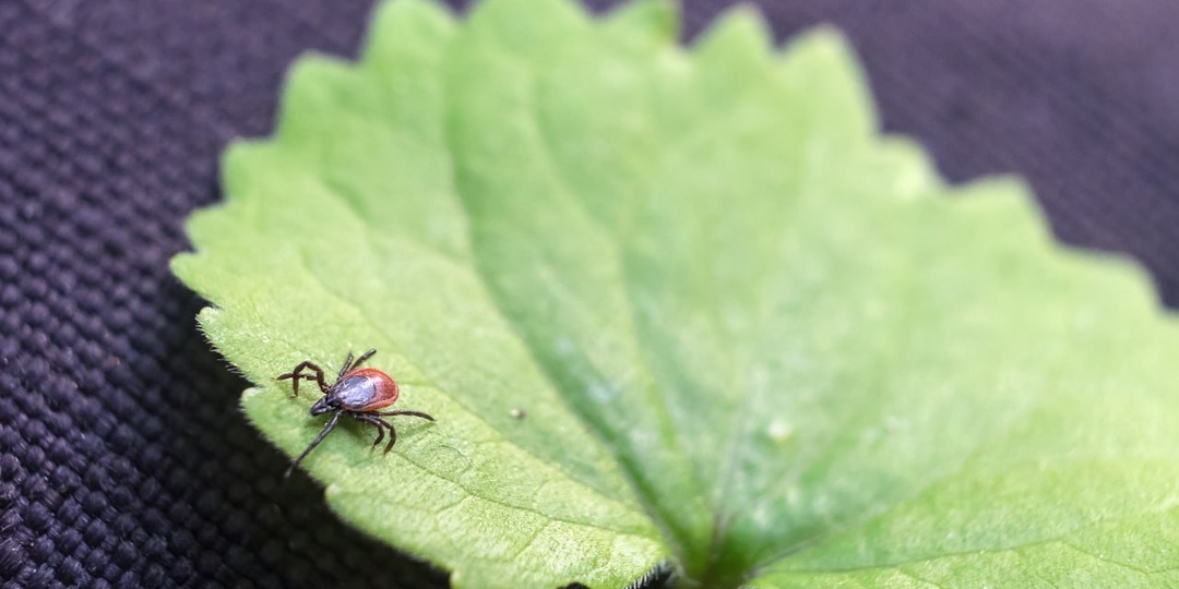 Учёные нашли гриб, который убивает клещей