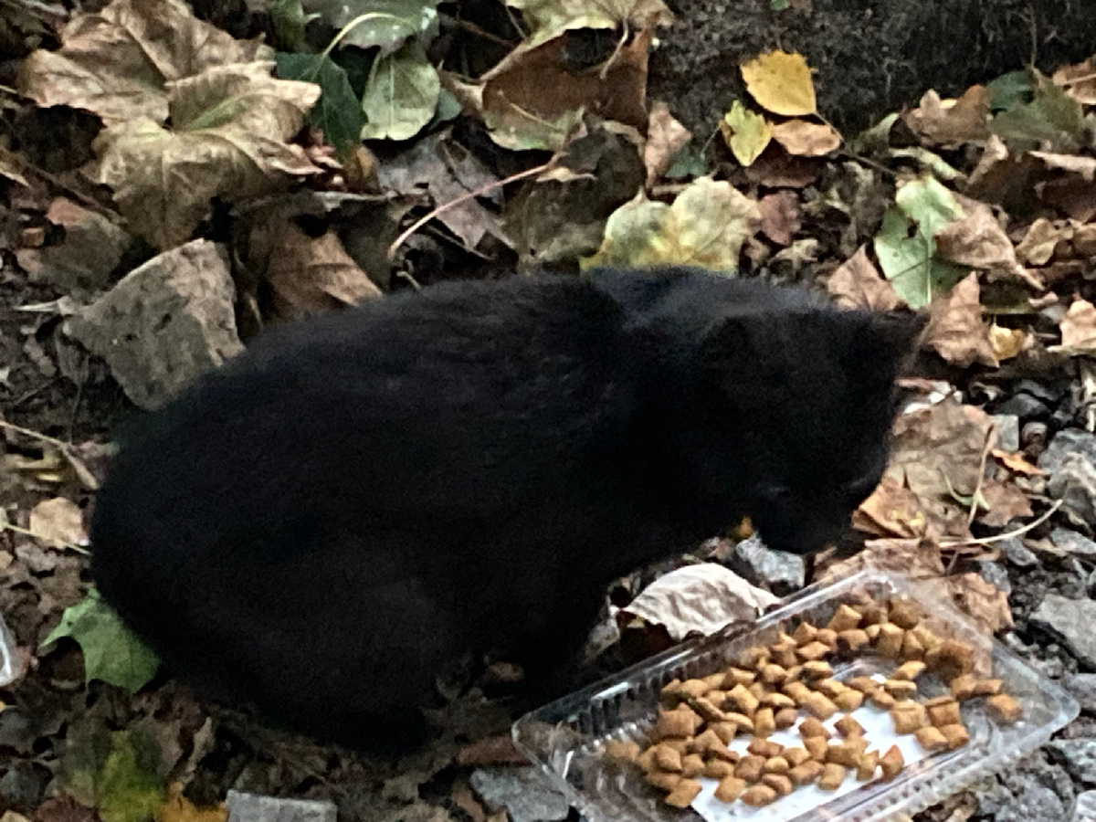 мой питомец