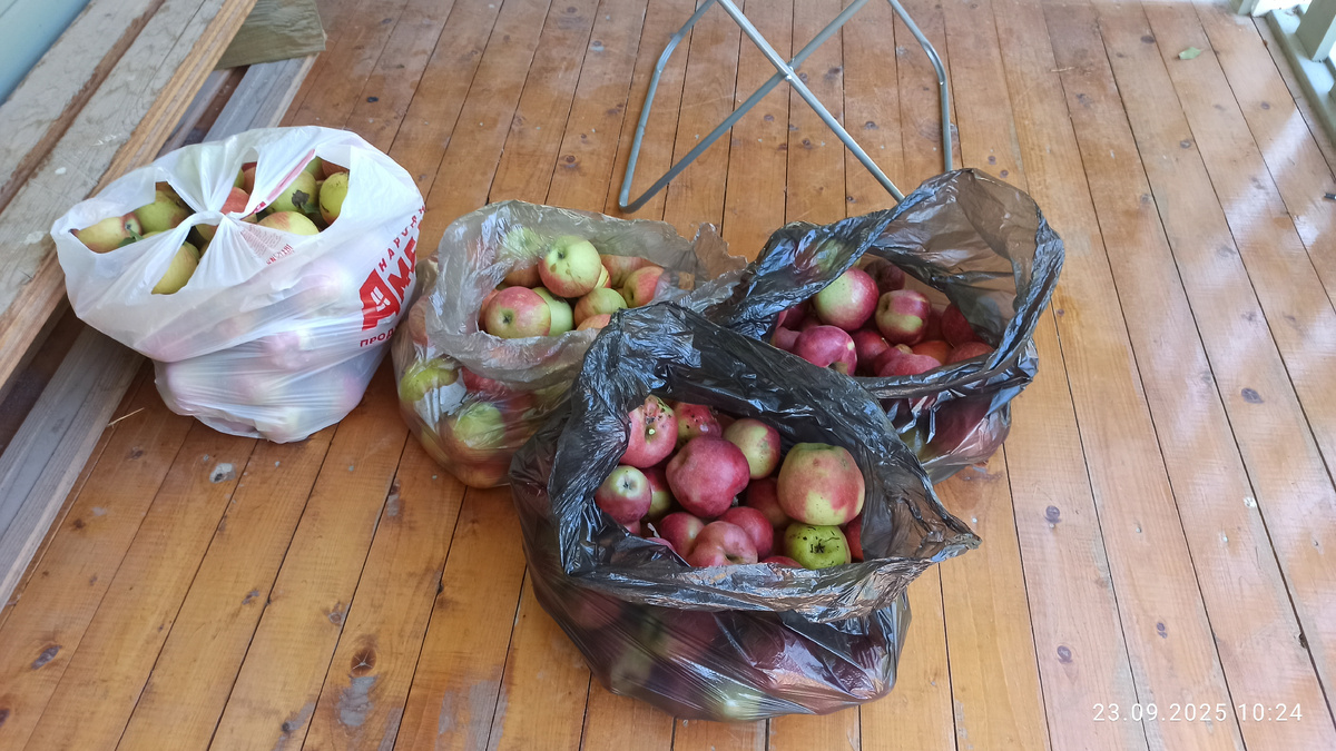 С двух яблонь. Тяжеленькие пакетики