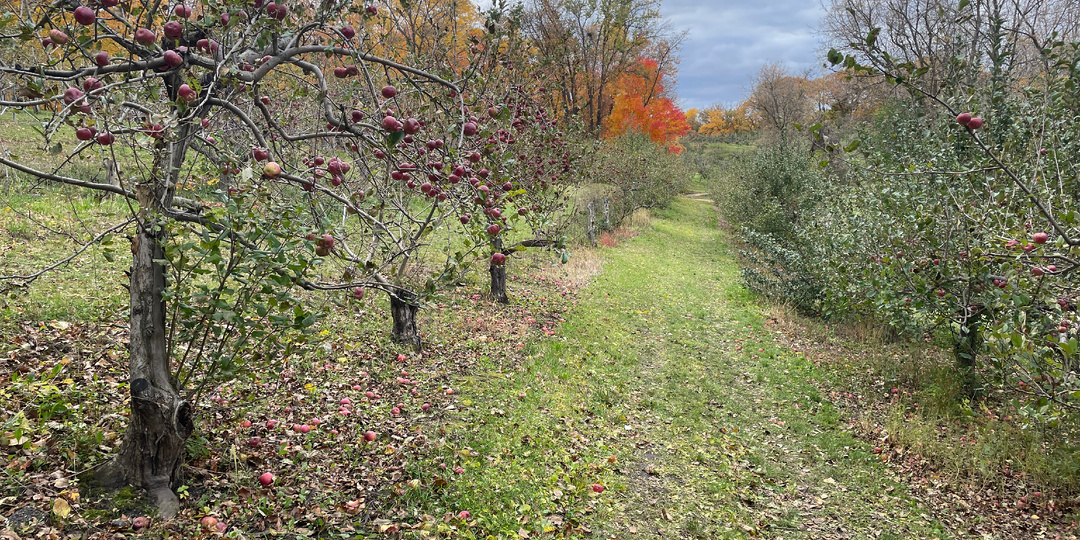 Совместимость растений в саду: что можно посадить рядом с плодовыми культурами осенью и весной