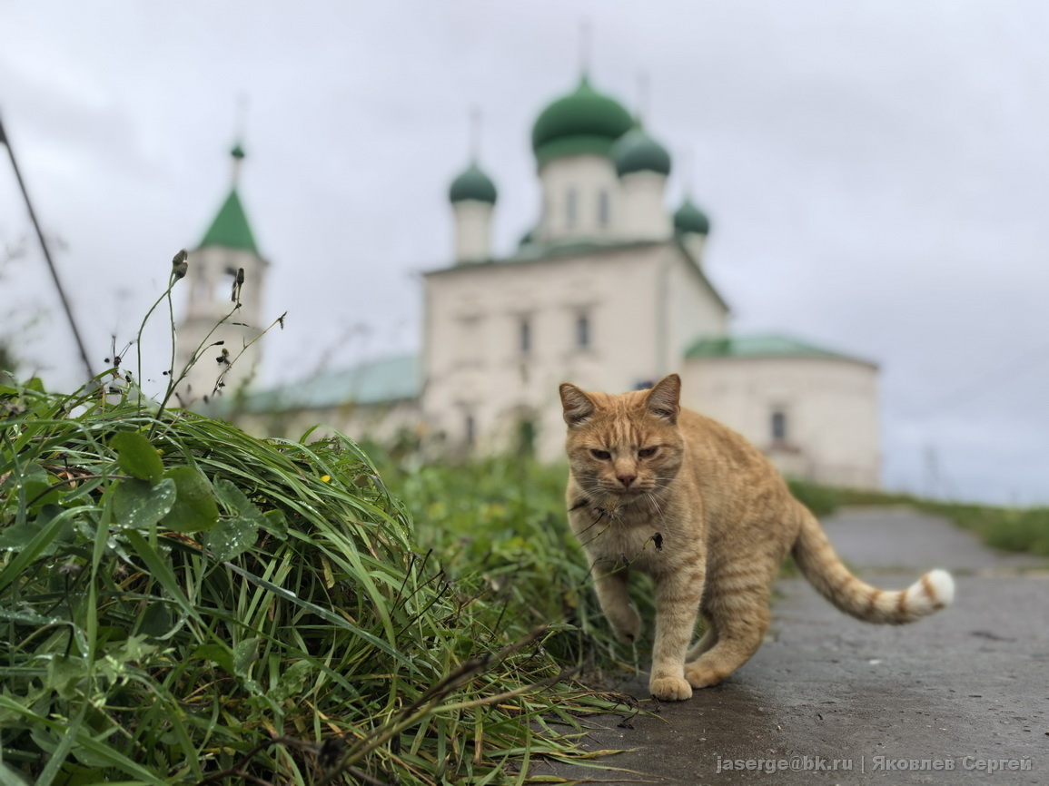 Рыжий охранник Дмитриевской церкви
