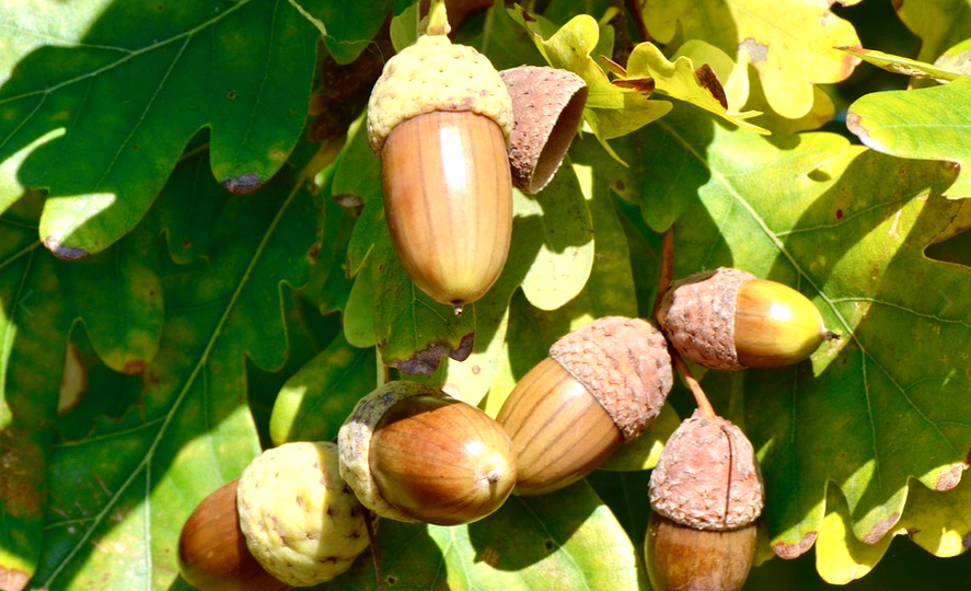 Жёлудь и его невероятные свойства