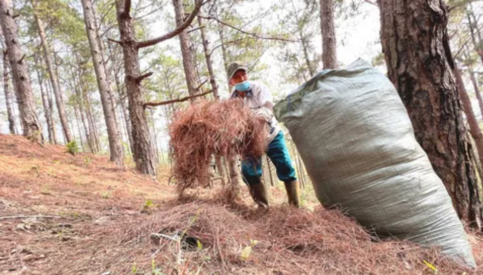 У нас мусор - у них на вес золота: зачем Китай вывозит из России сосновые иголки