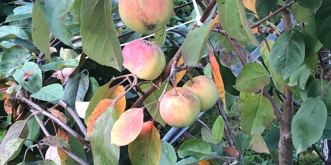 Подливаю под яблони в сентябре 1 литр раствора. Урожай следующего года удивит соседей