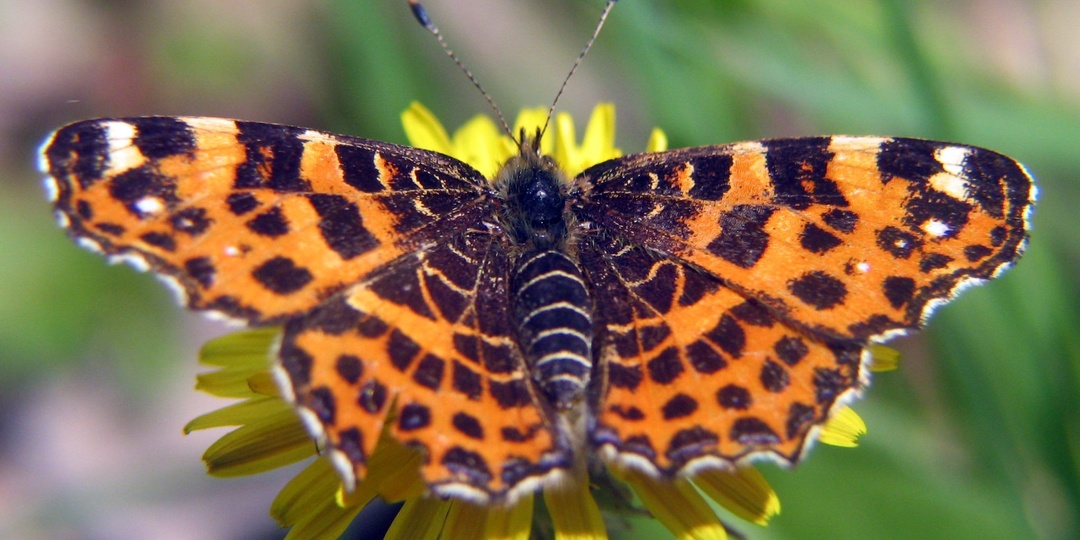 Одежда по погоде: Пестрокрыльница и сезонный полифенизм