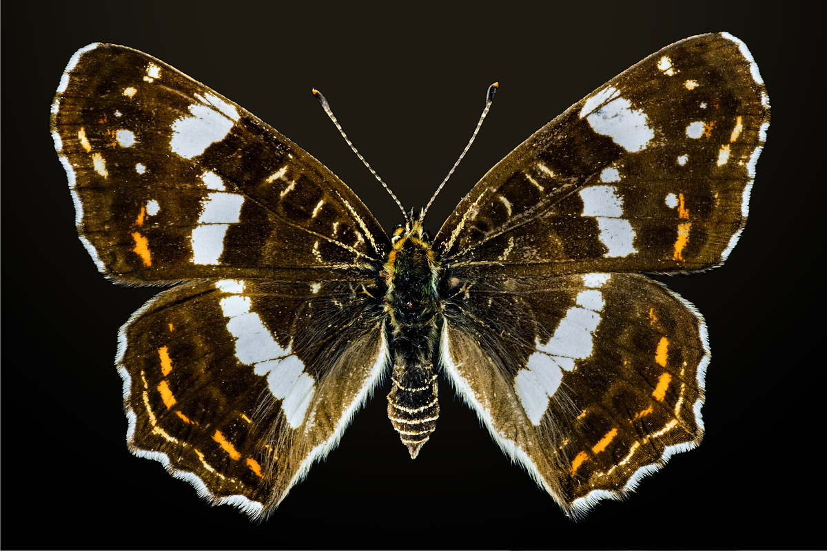 Летняя форма Araschnia levana – prorsa. Фото Didier Descouens, 2015 г. 