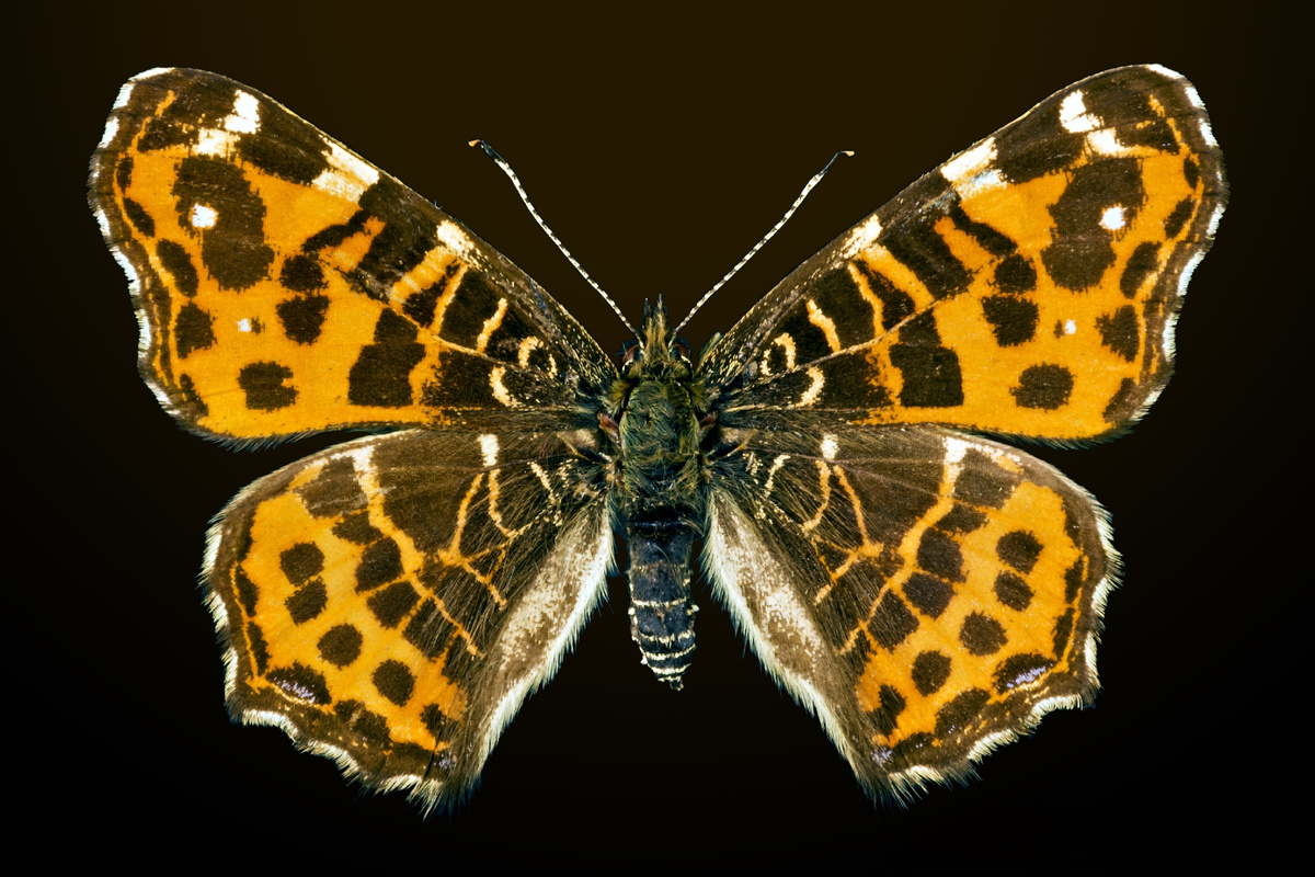 Весенняя форма Araschnia levana – levana или porima. Фото Didier Descouens, 2015 г. 