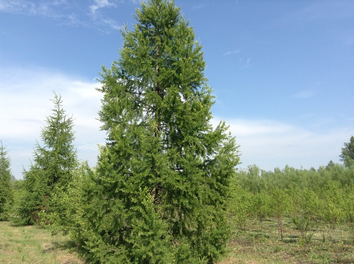 Сибирская лиственница Фото из открытых источников