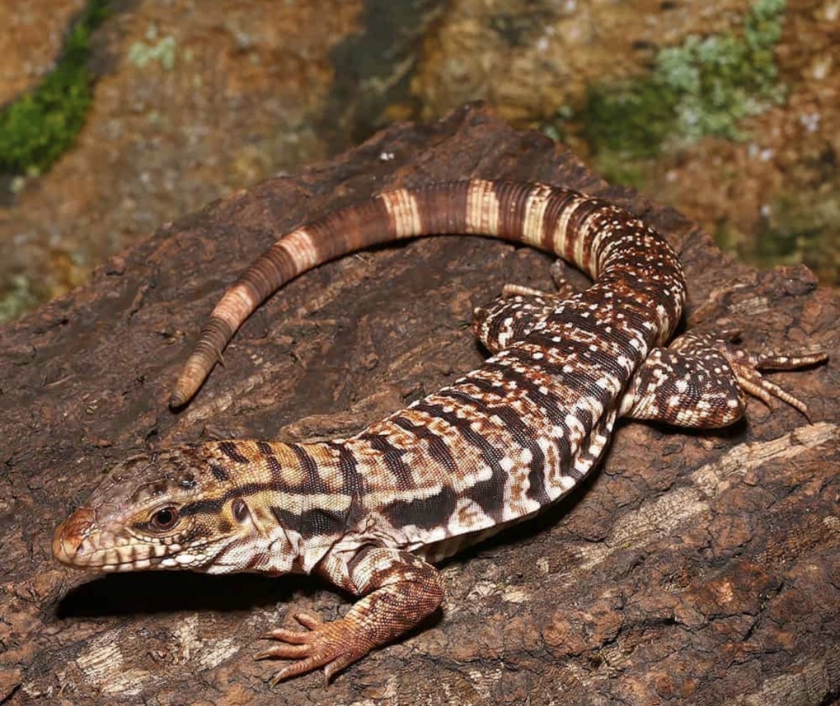 Красный тегу (Salvator rufescens)