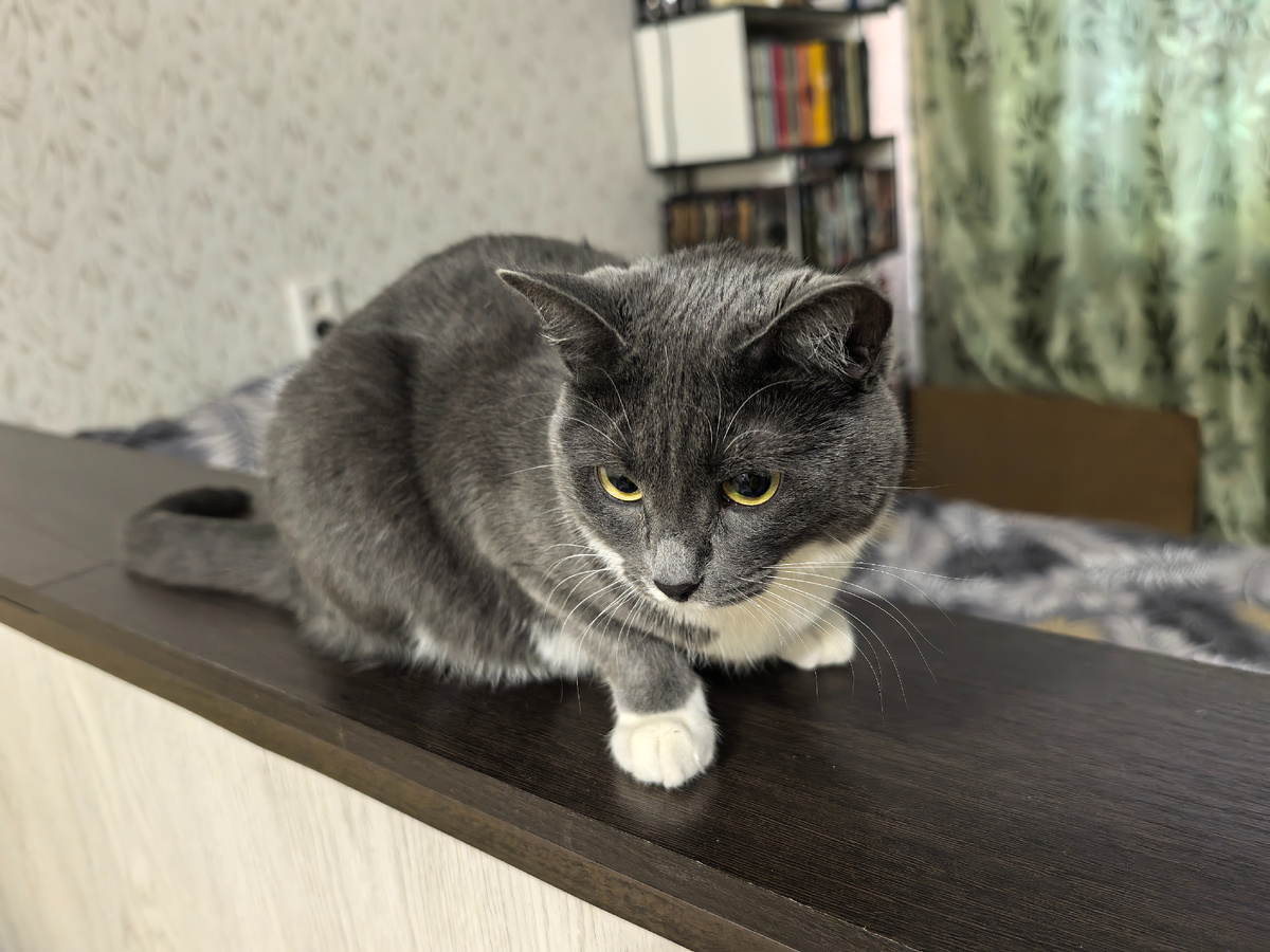 Кошу мы оставили дома