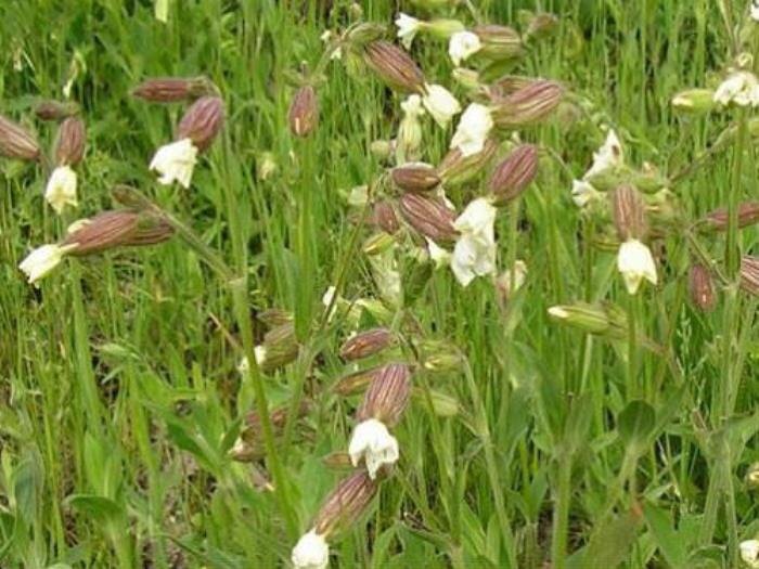 Дрёма белая (фото из архива автора)