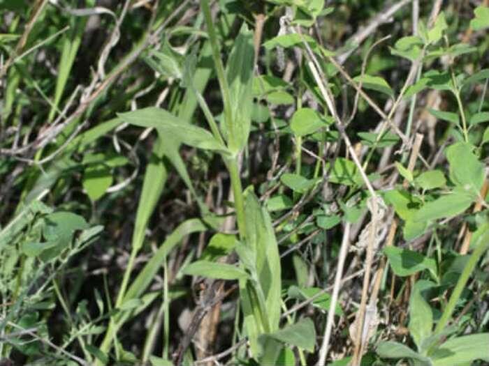 Стебель и листья дрёмы белой (фото из архива автора)