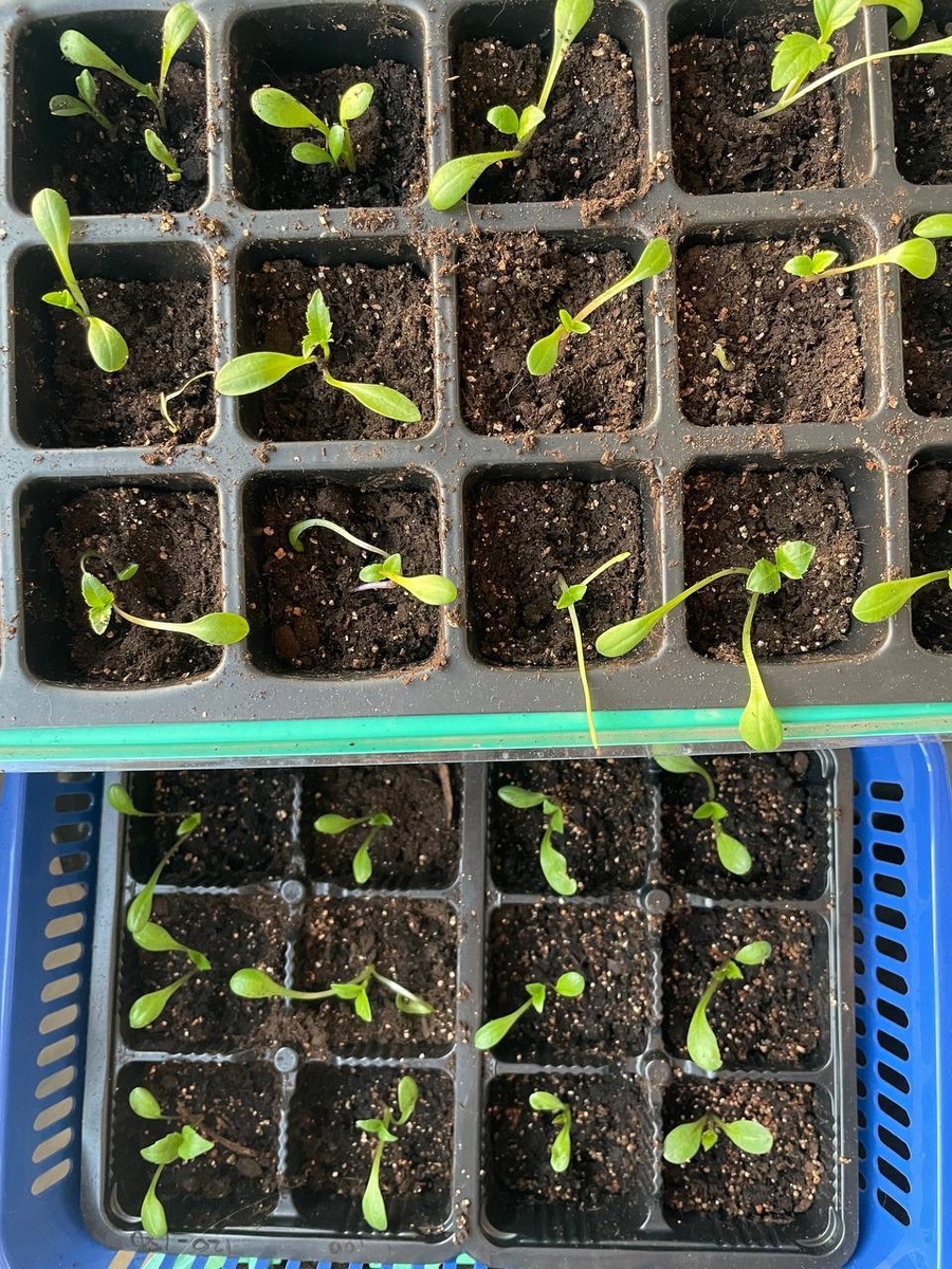 Первая пикировка