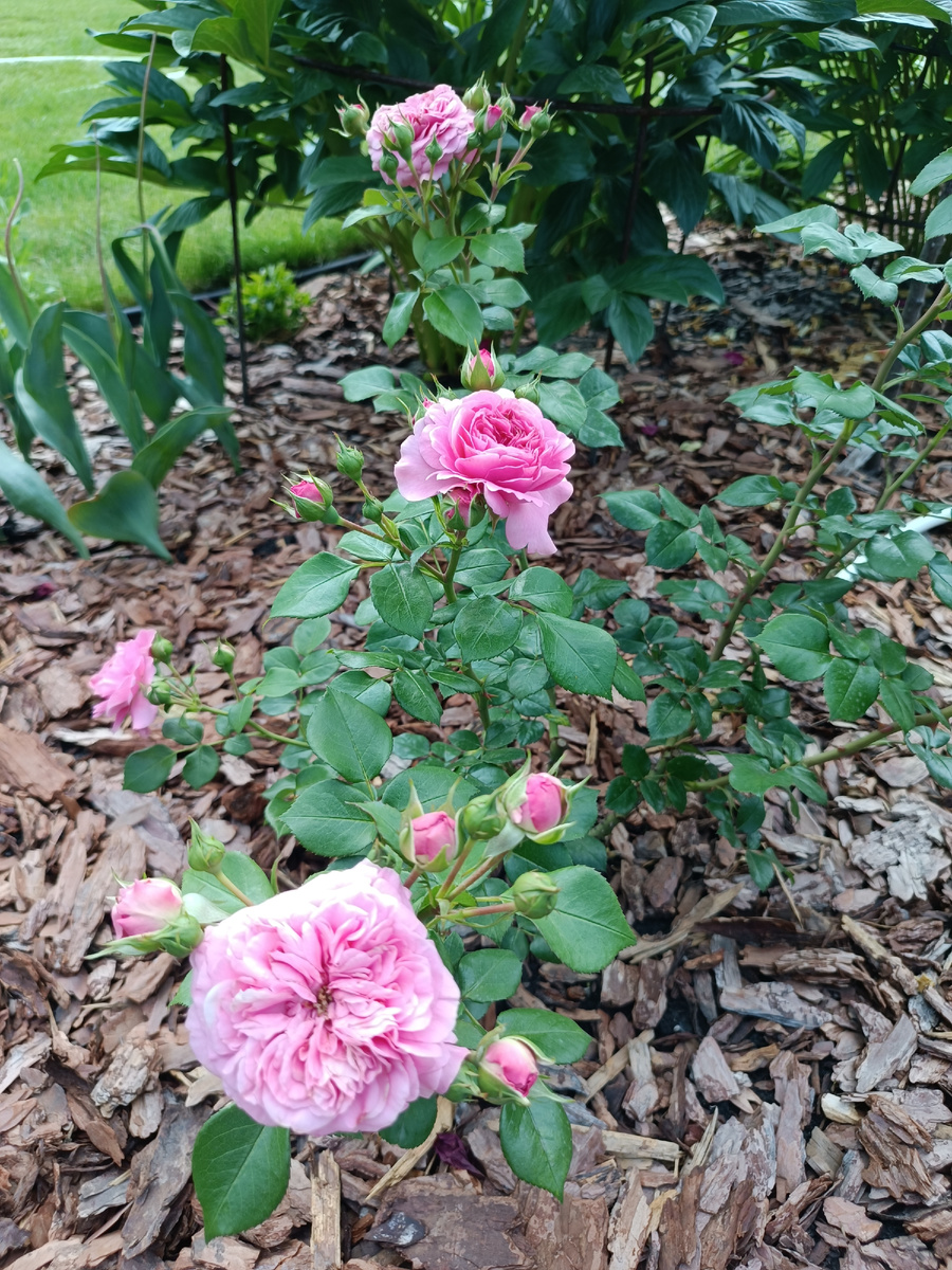 13 июня 2025, первые цветы