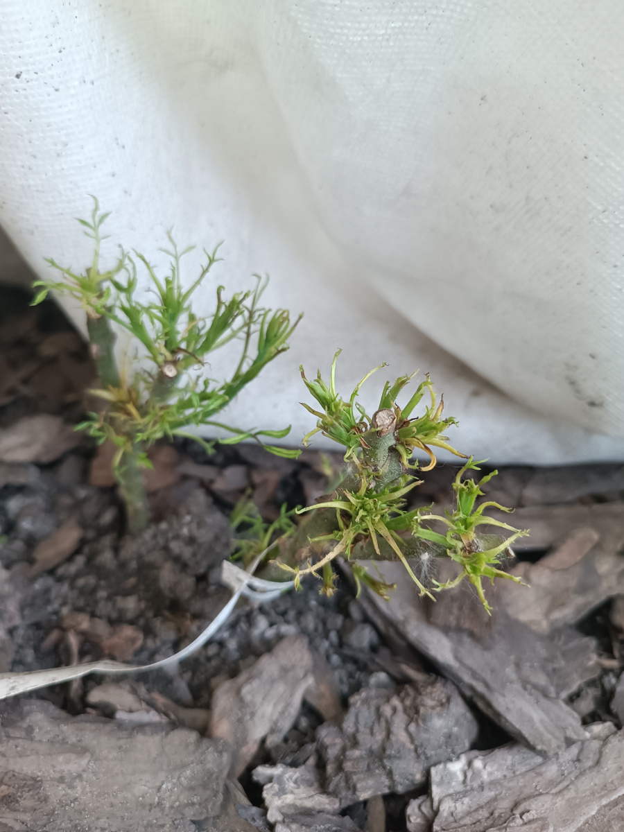 Вот такое вирусное  "чудо- юдо" выросло