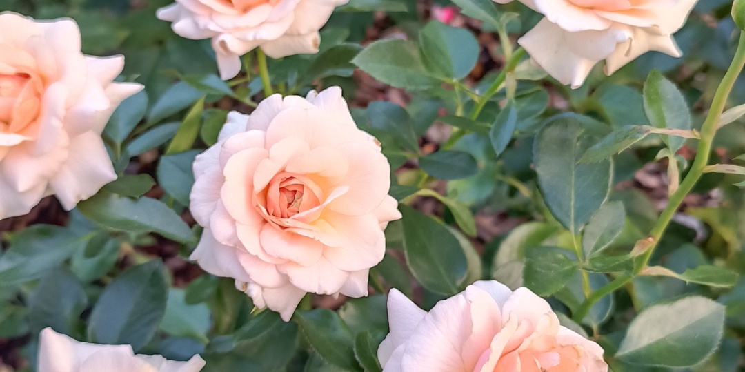 Новые розы: Баронесса, Маржолен, Андрэ лё Нотр