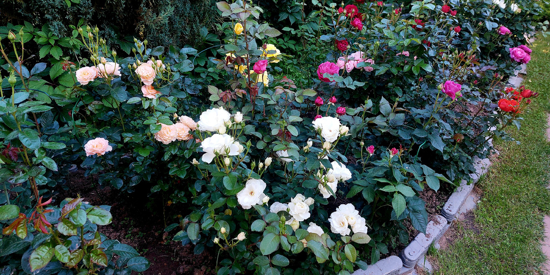 "Дополнительный скорый". Вопросы - ответы про розы. 25 сентября 2025 года