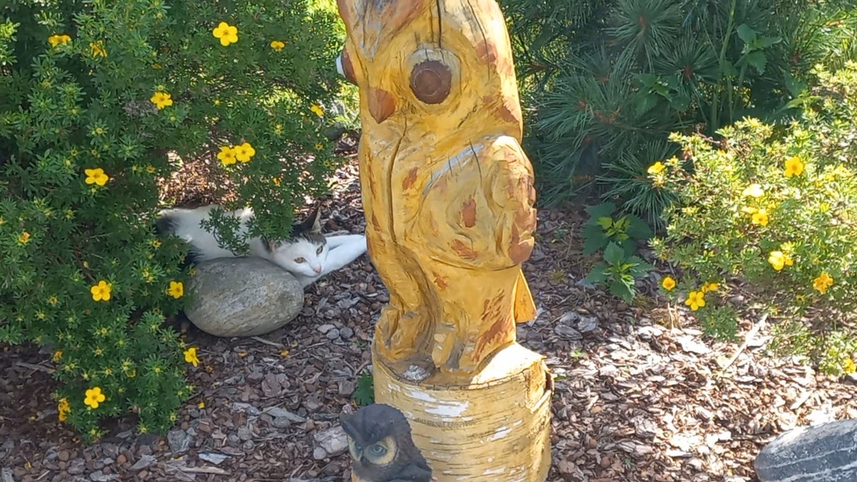 Кот отдыхает под лапчаткой, фото автора